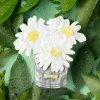 Day's Eye Broche